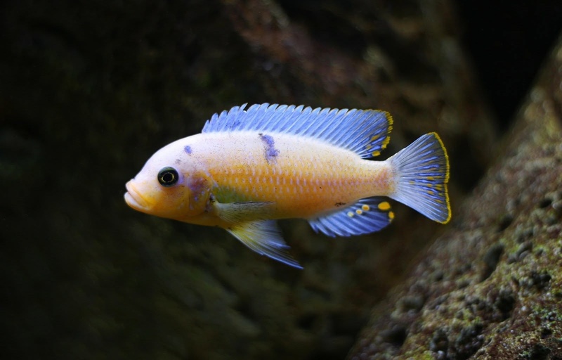Maylandia zebra 'Nkhungu Reef'